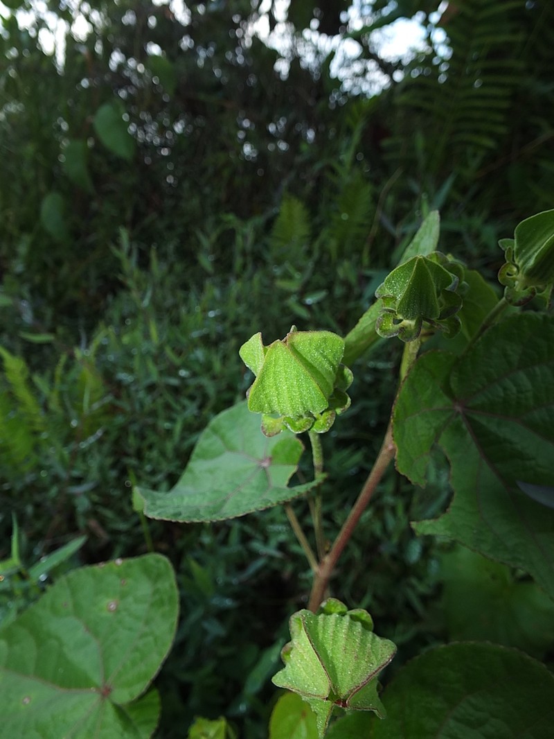 Hibiscus sororius photo 7