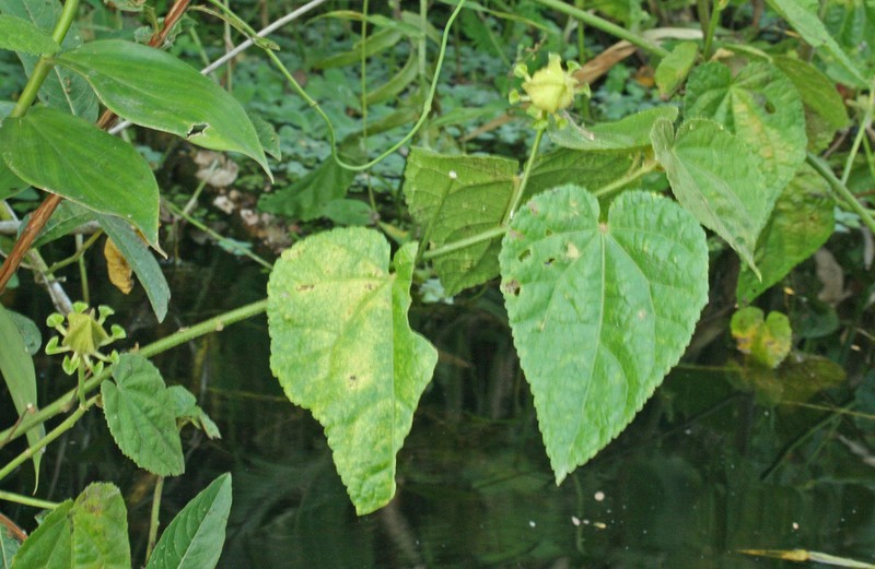 Hibiscus sororius photo 8