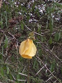 Hibiscus sparseaculeatus