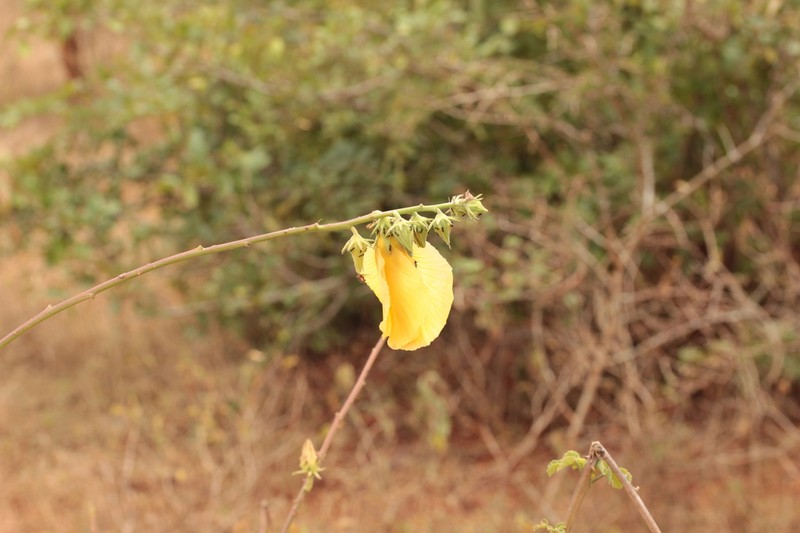 Hibiscus sparseaculeatus photo 3
