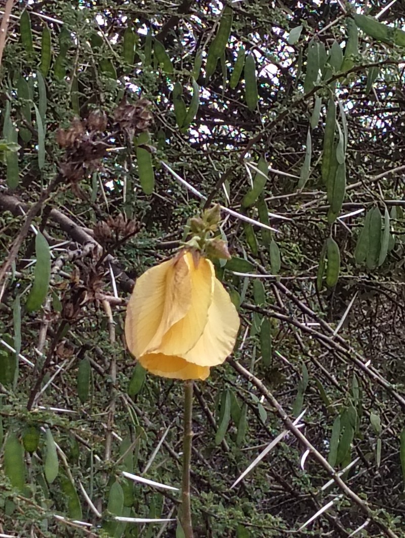 Hibiscus sparseaculeatus photo 4