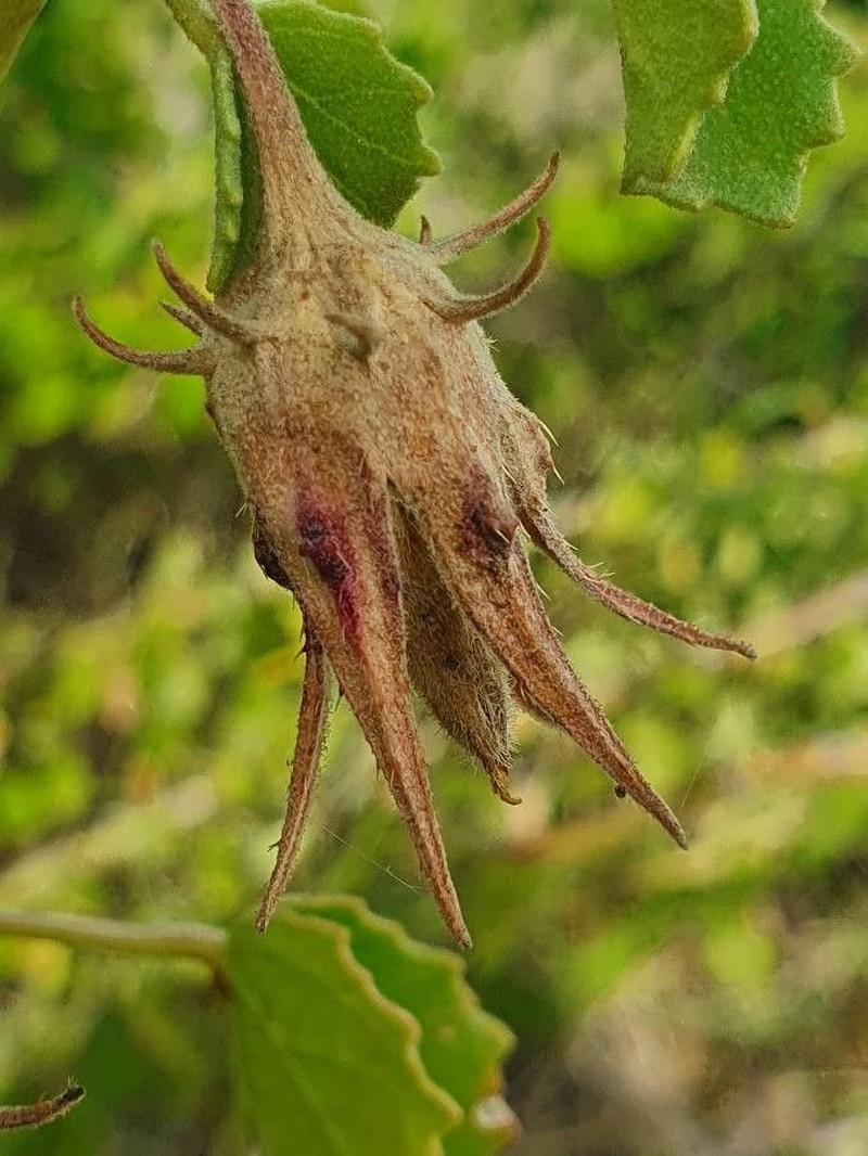 Hibiscus sparseaculeatus photo 7