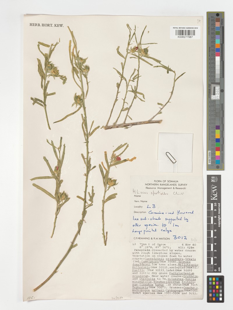 Hibiscus spartioides