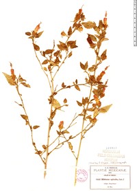 Hibiscus spiralis