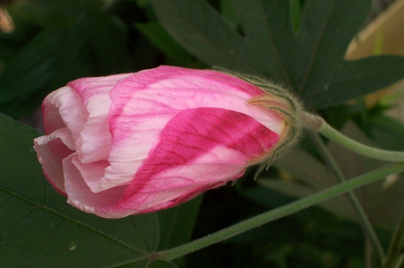 Hibiscus splendens photo 2
