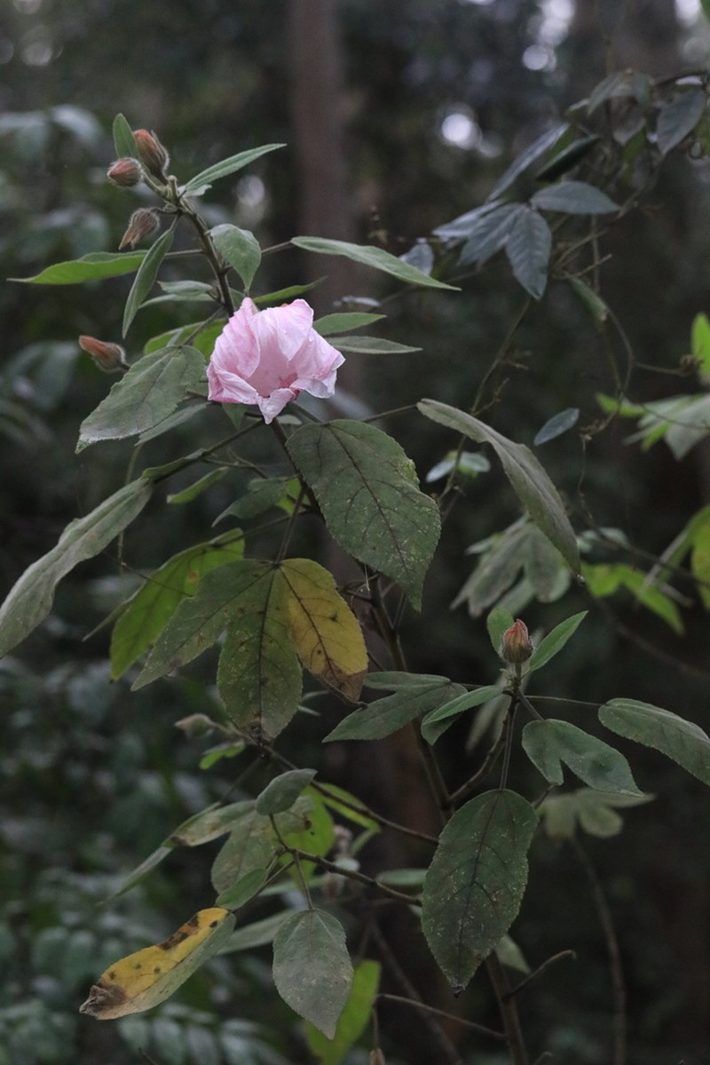 Hibiscus splendens photo 3