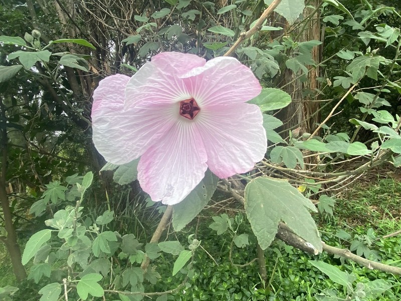 Hibiscus splendens photo 4