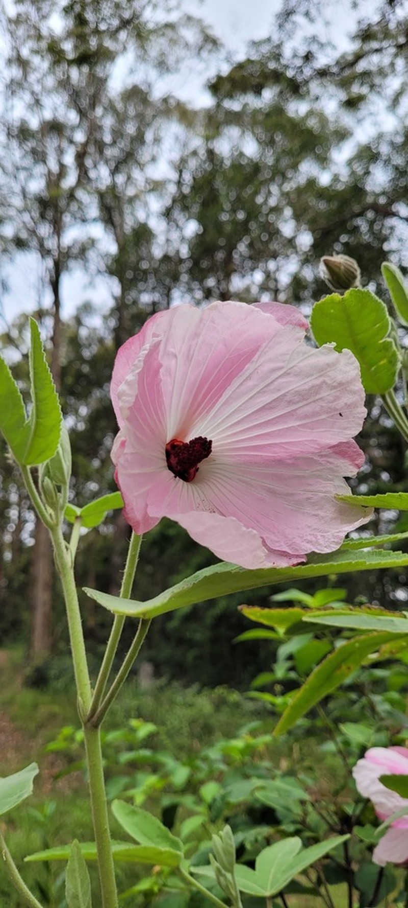Hibiscus splendens photo 5