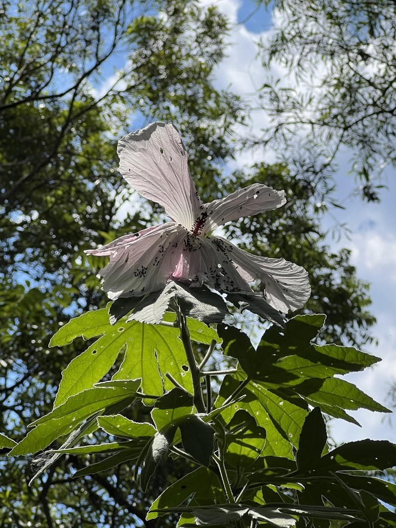 Hibiscus splendens photo 7