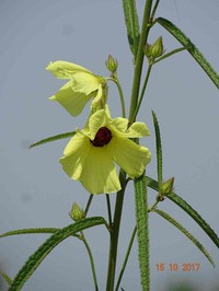 Hibiscus squamosus