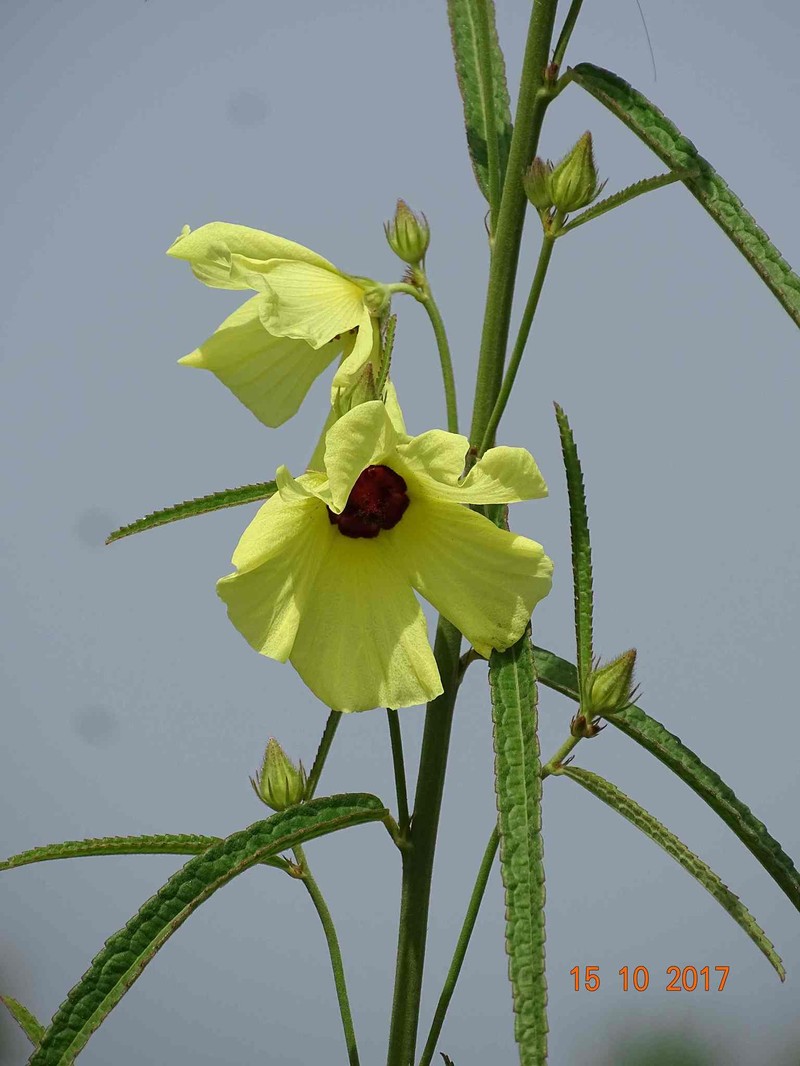 Hibiscus squamosus photo 2