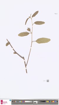 Hibiscus squarrulosus