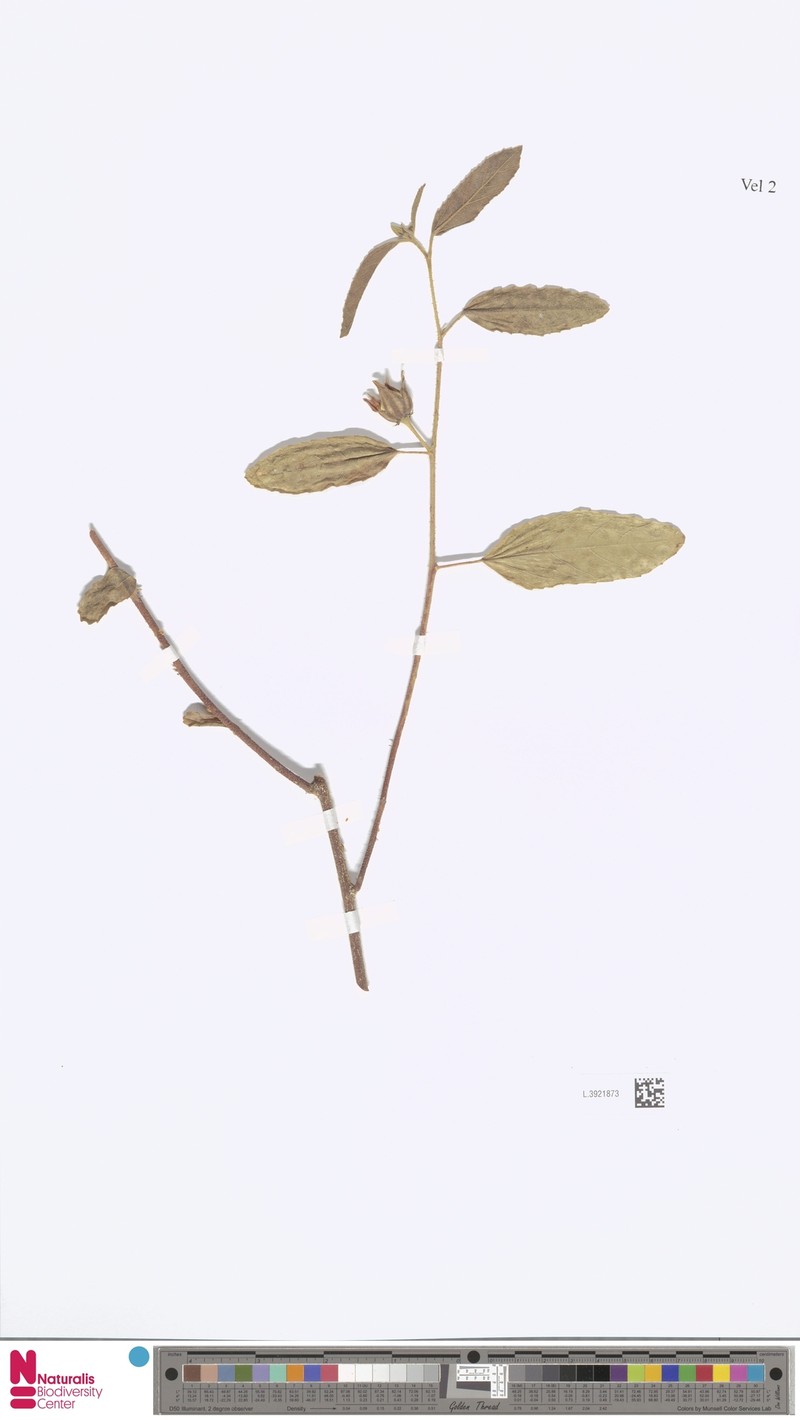 Hibiscus squarrulosus