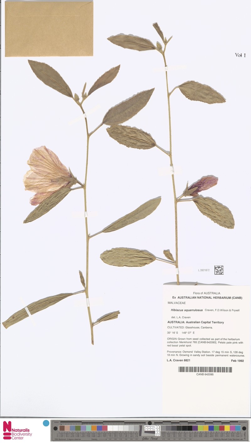 Hibiscus squarrulosus photo 2