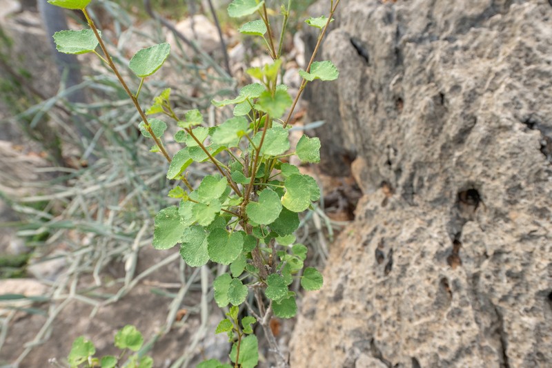 Hibiscus stenanthus photo 2