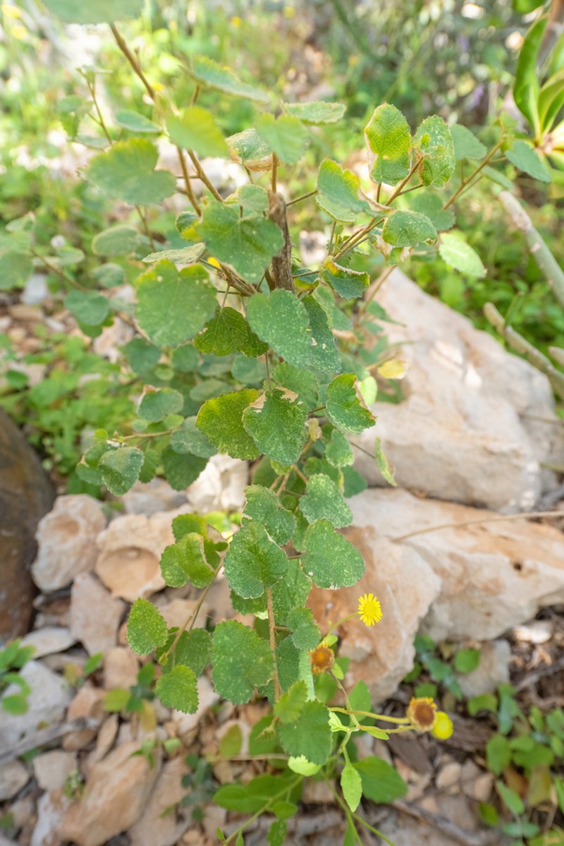 Hibiscus stenanthus photo 3