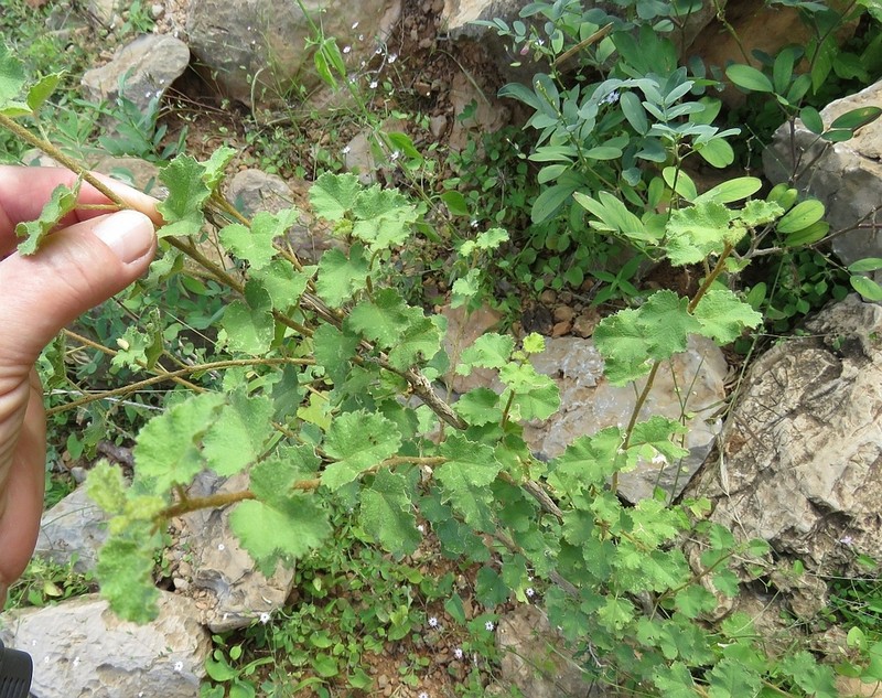 Hibiscus stenanthus photo 4