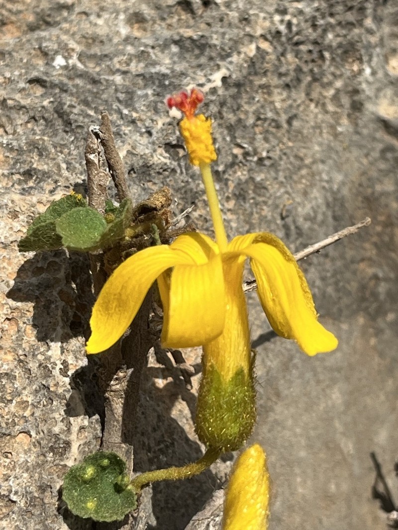 Hibiscus stenanthus photo 5