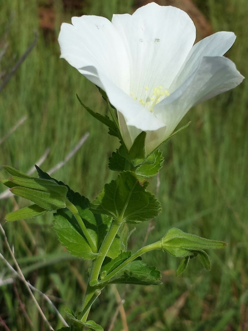 Hibiscus stenophyllus
