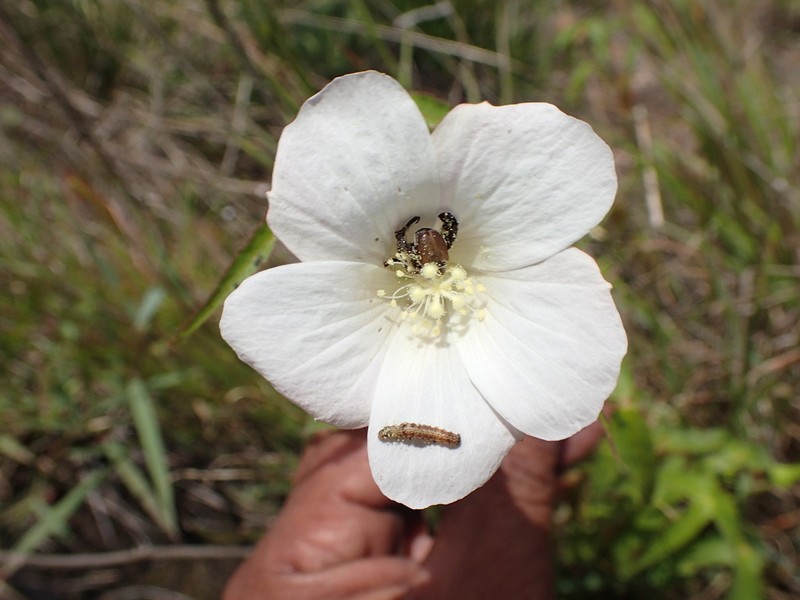 Hibiscus stenophyllus photo 2