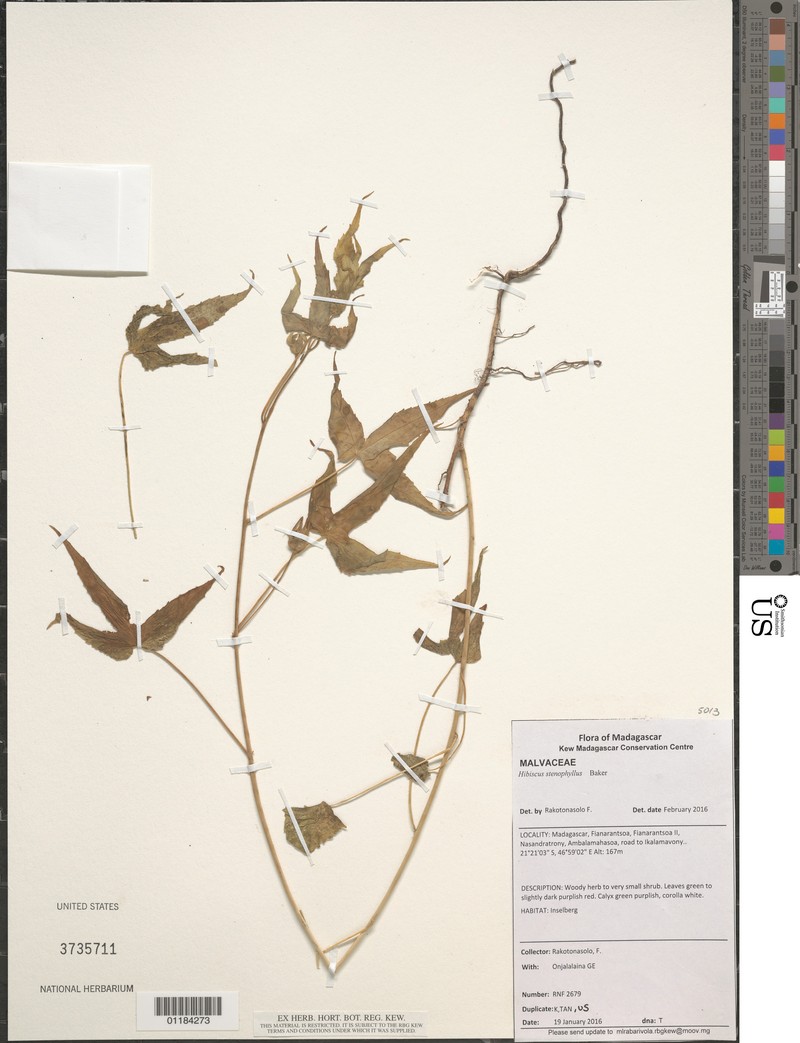 Hibiscus stenophyllus photo 4