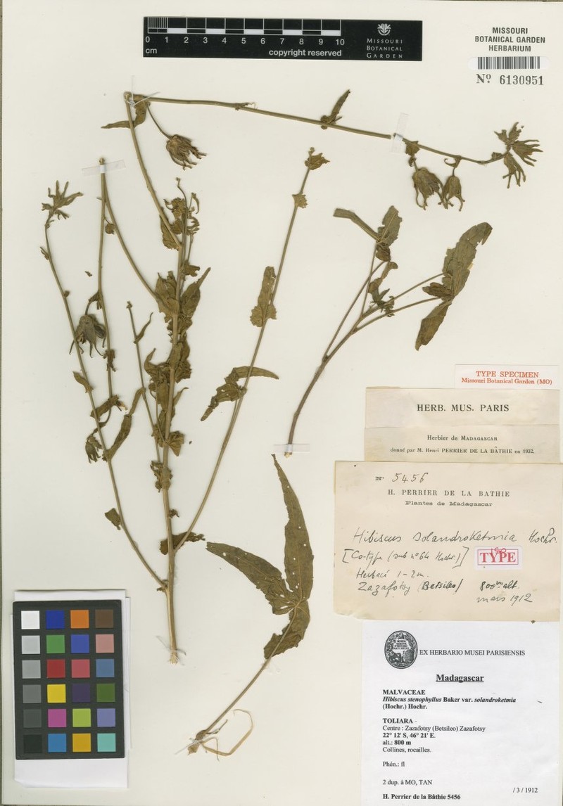 Hibiscus stenophyllus var. solandroketmia