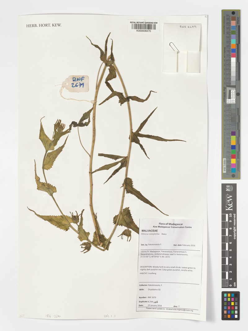 Hibiscus stenophyllus var. stenophyllus