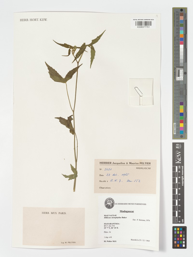 Hibiscus stenophyllus var. stenophyllus photo 2