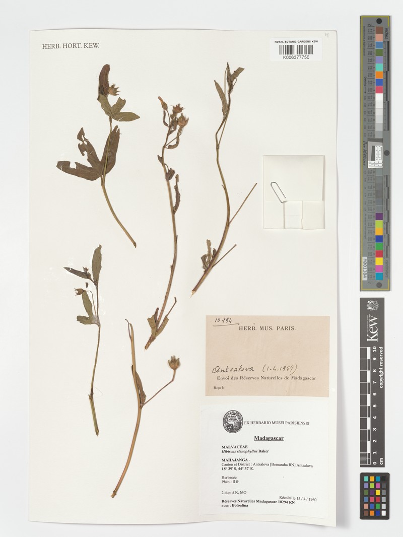Hibiscus stenophyllus var. stenophyllus photo 3