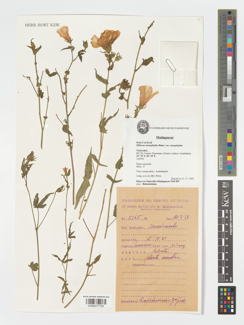Hibiscus stenophyllus var. stenophyllus photo 4