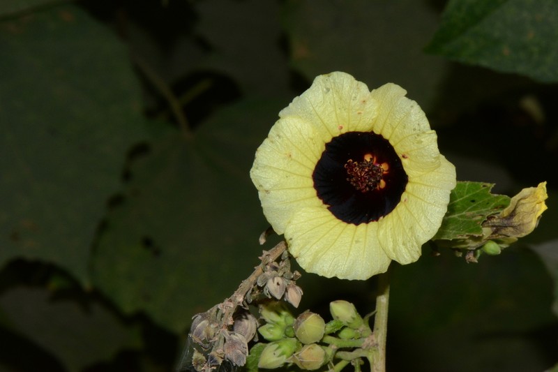 Hibiscus sterculiifolius