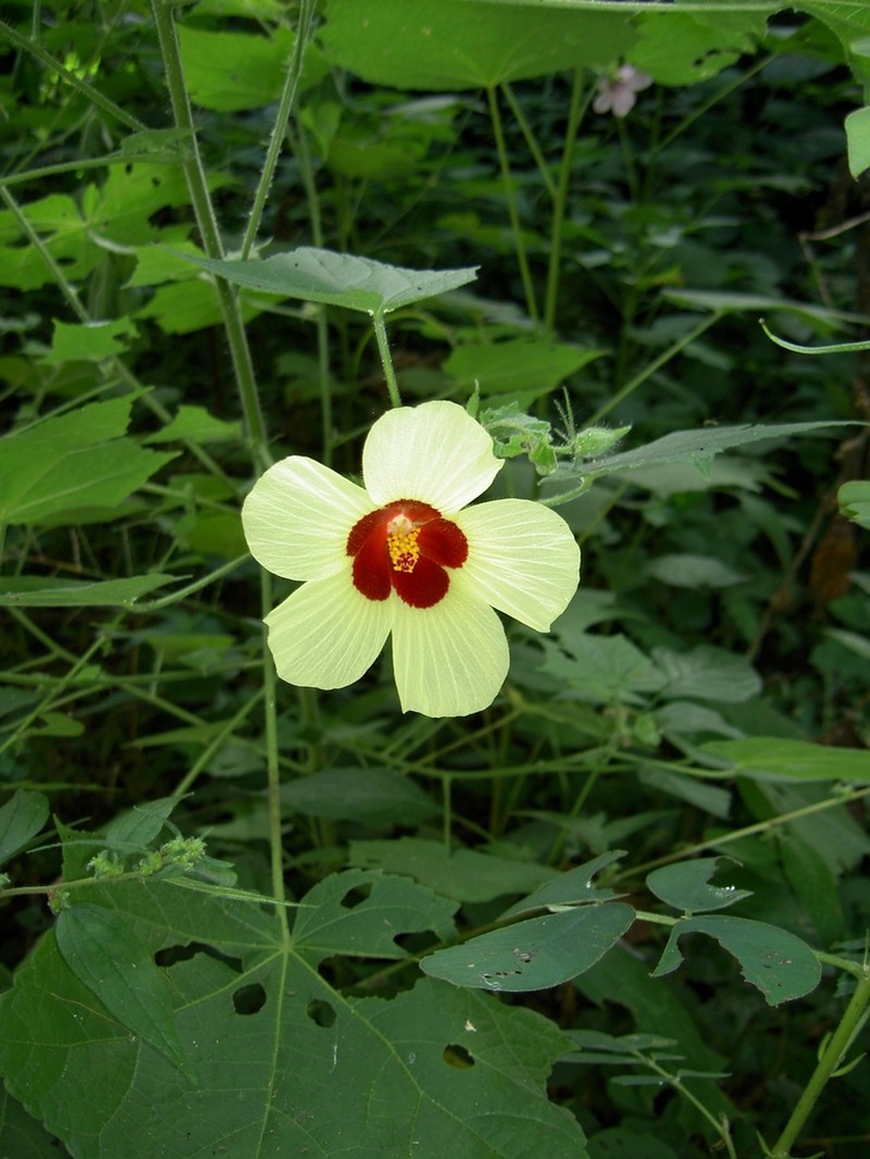 Hibiscus sterculiifolius photo 2