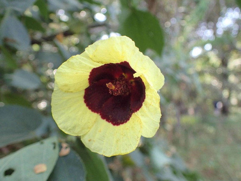 Hibiscus sterculiifolius photo 3
