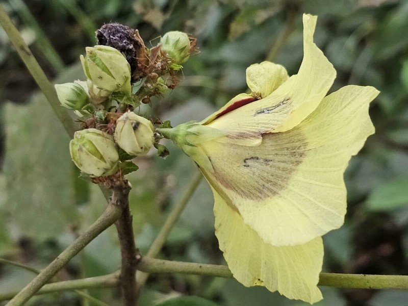 Hibiscus sterculiifolius photo 4