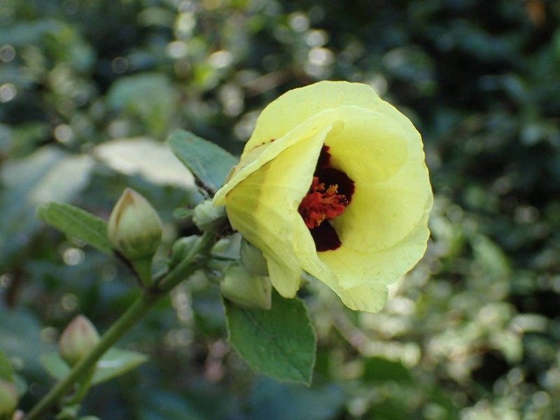 Hibiscus sterculiifolius photo 5