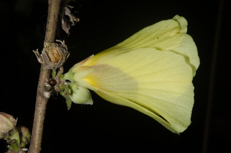 Hibiscus sterculiifolius photo 7