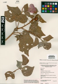 Hibiscus stewartii