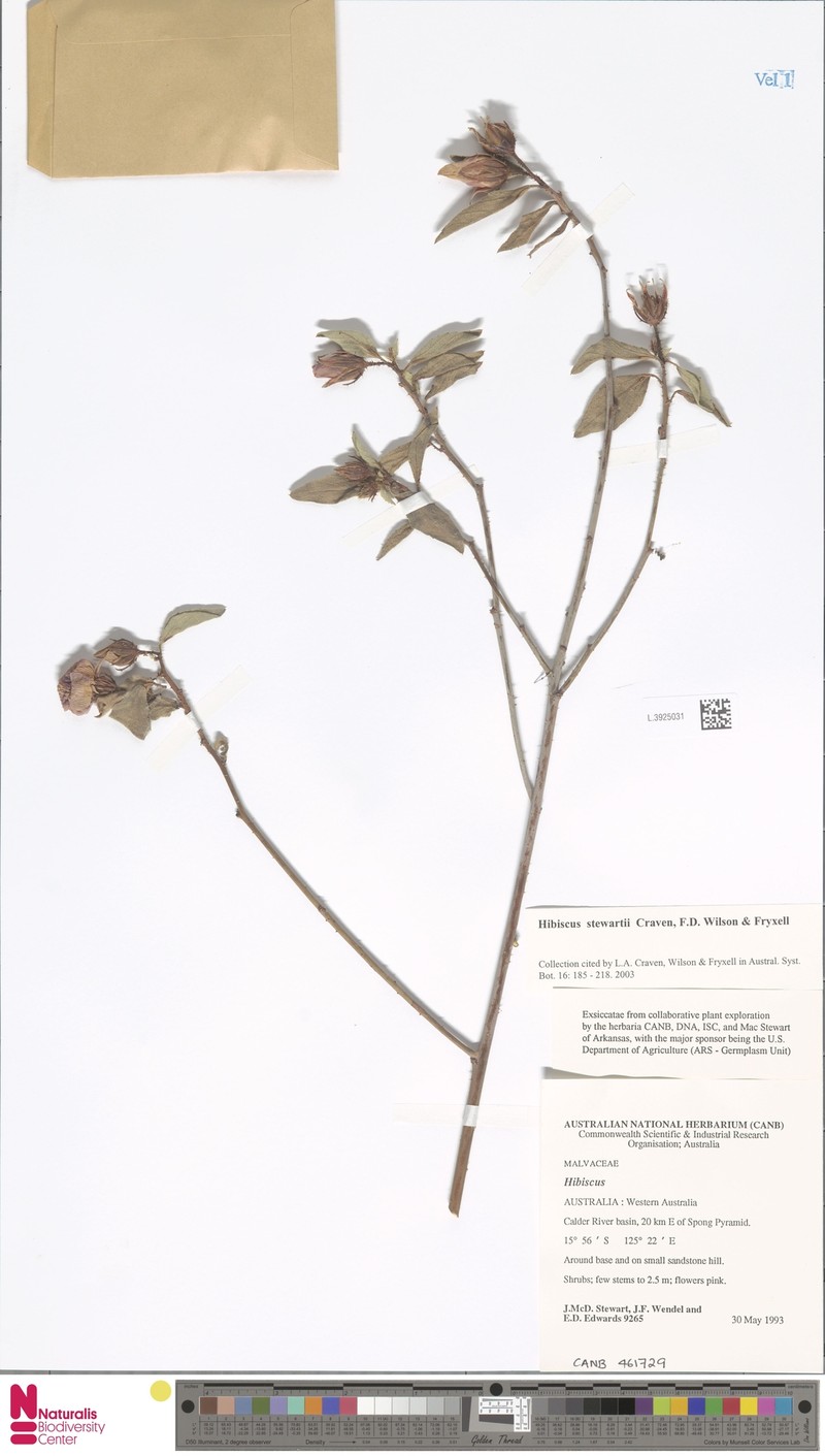 Hibiscus stewartii photo 2
