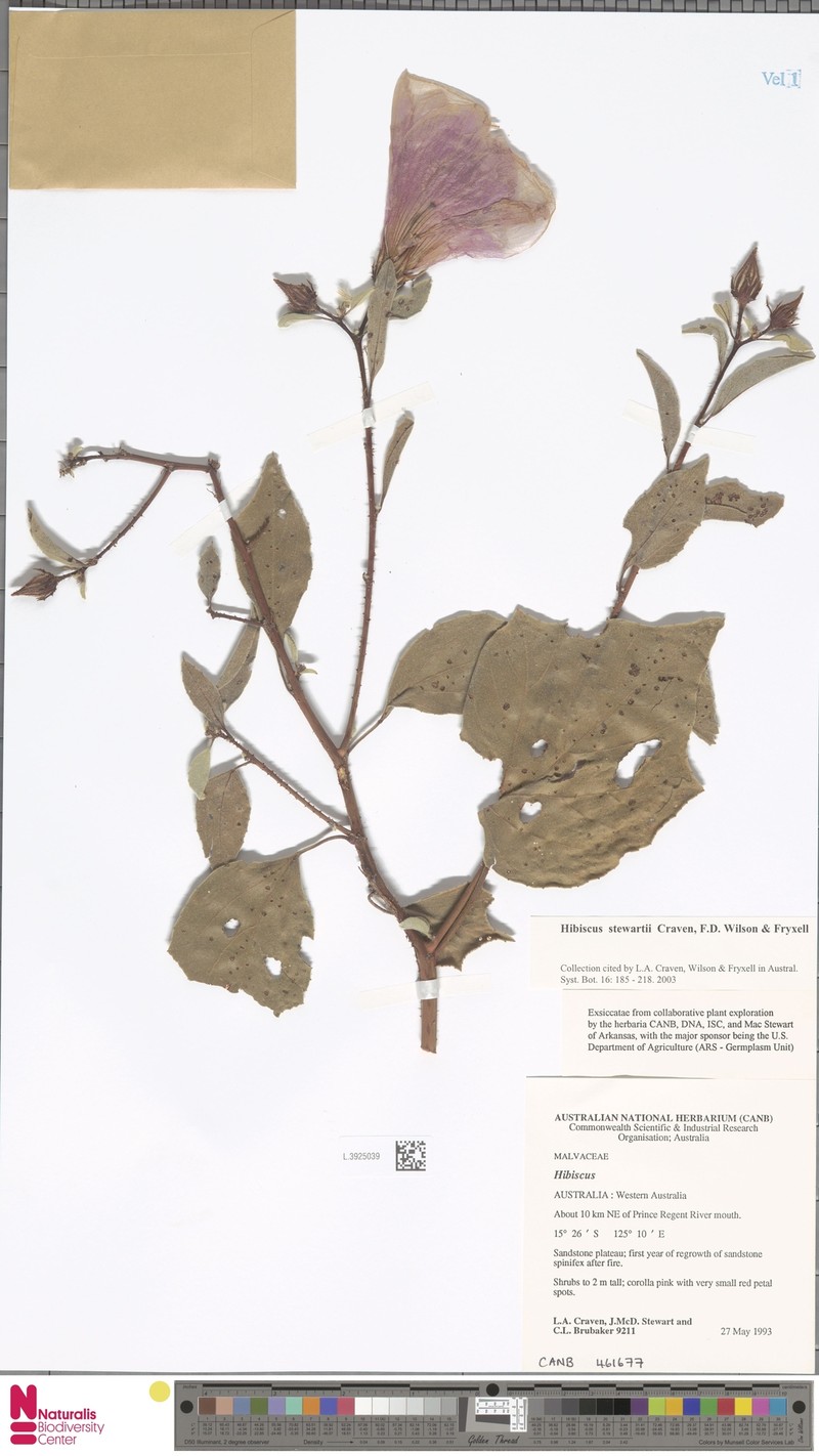 Hibiscus stewartii photo 5
