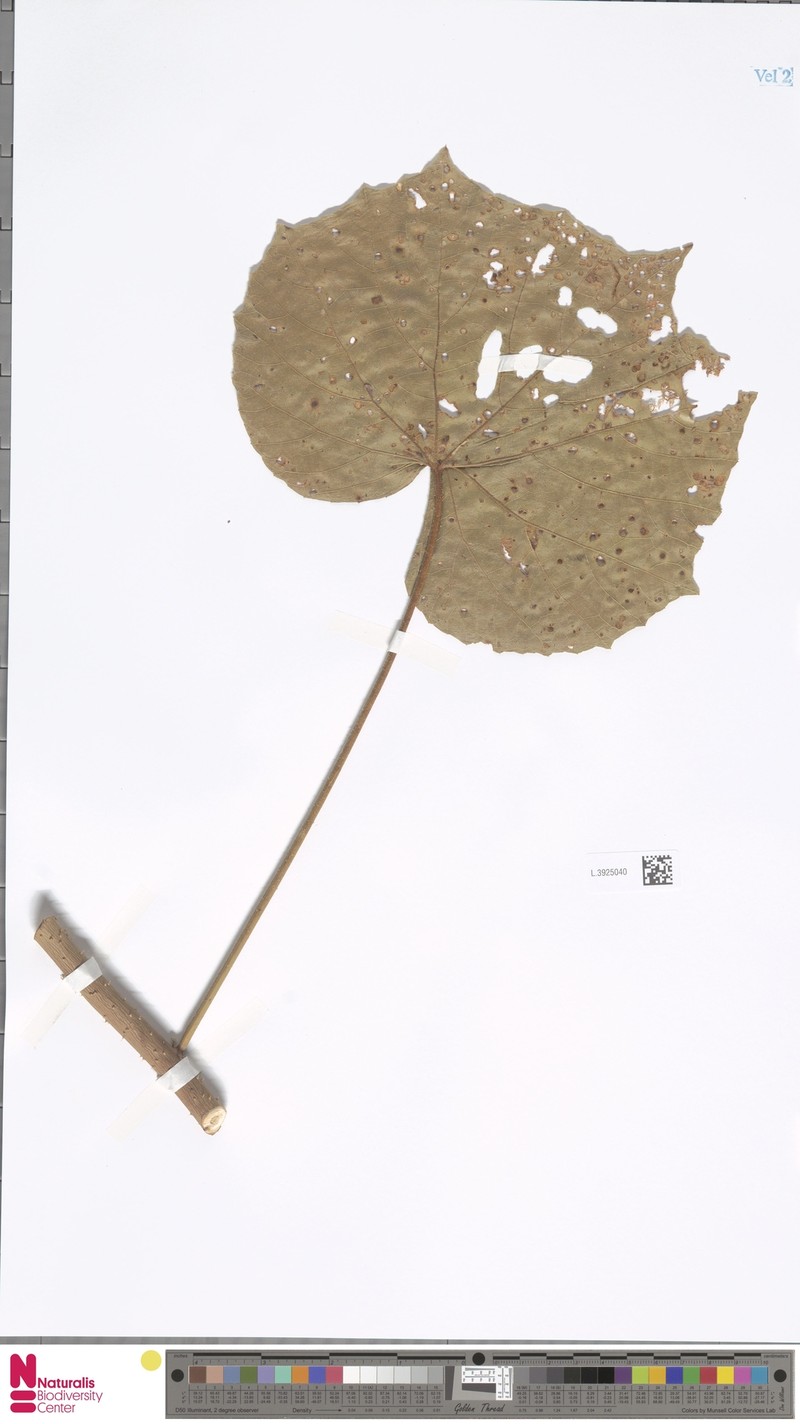 Hibiscus stewartii photo 6