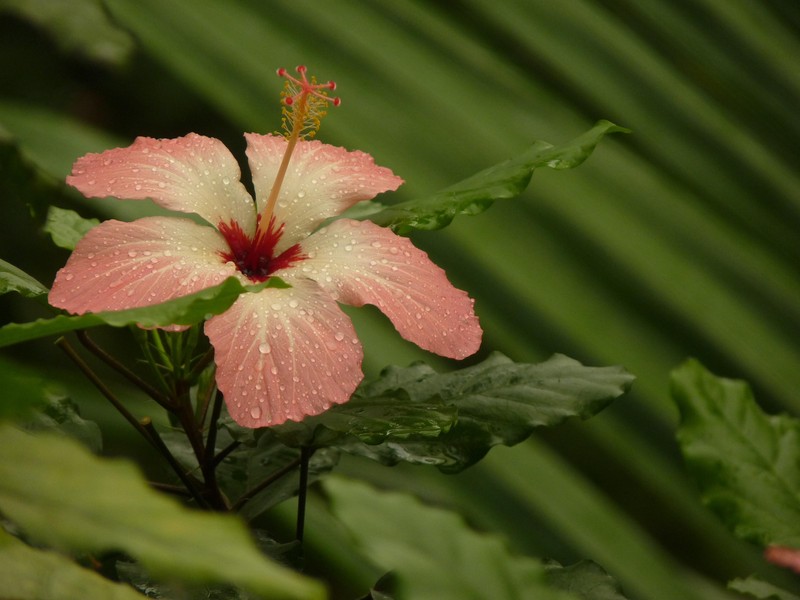 Hibiscus storckii