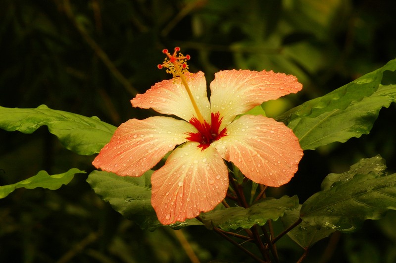 Hibiscus storckii photo 2