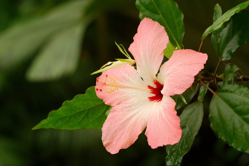 Hibiscus storckii photo 3