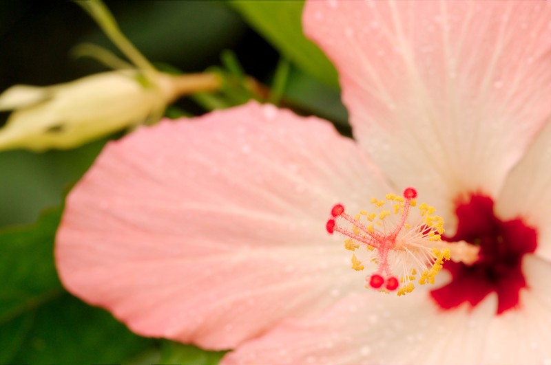 Hibiscus storckii photo 4