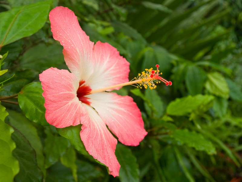 Hibiscus storckii photo 5