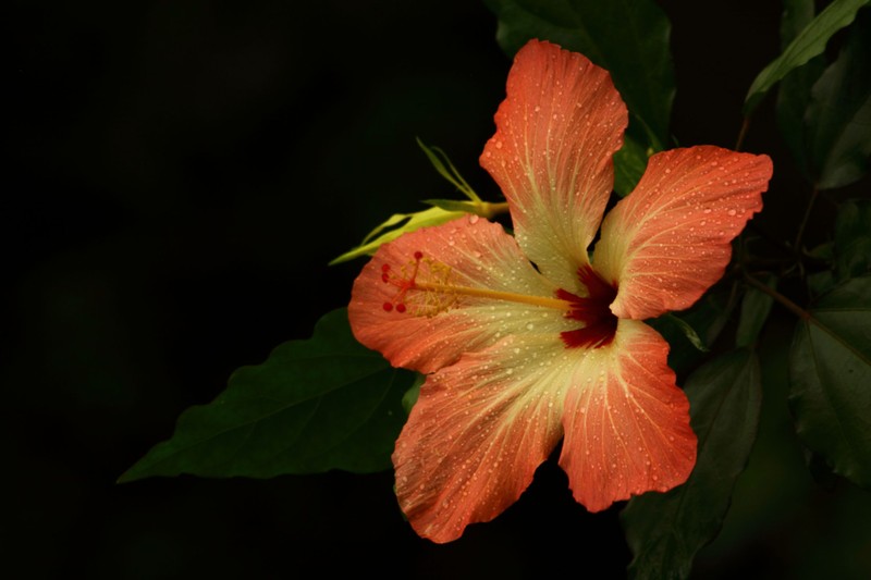 Hibiscus storckii photo 6
