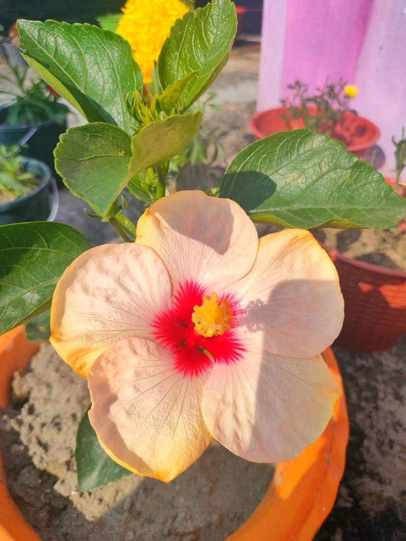 Hibiscus storckii photo 7