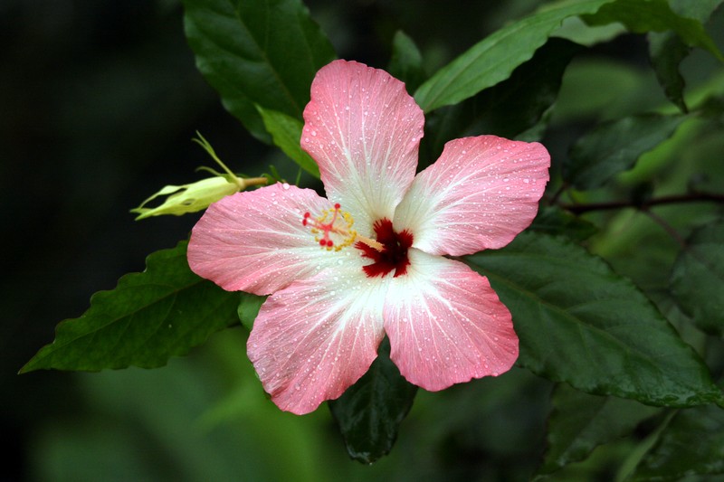 Hibiscus storckii photo 8