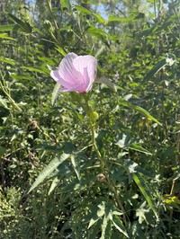 Striped Rosemallow