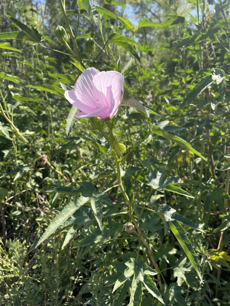 Striped Rosemallow
